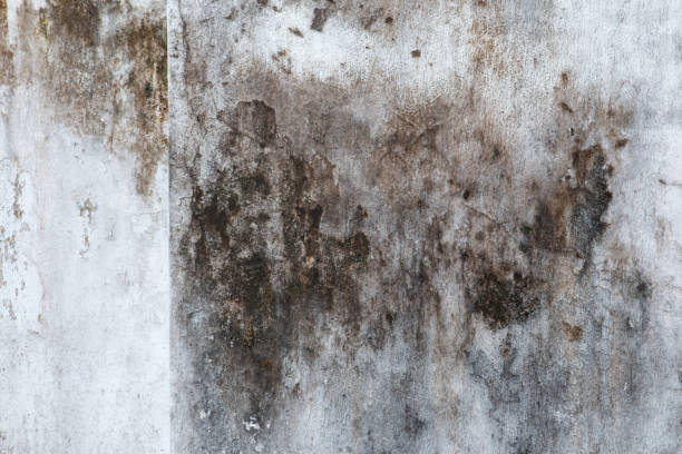 Environmental Consulting for Mold Prevention in Kayenta, AZ