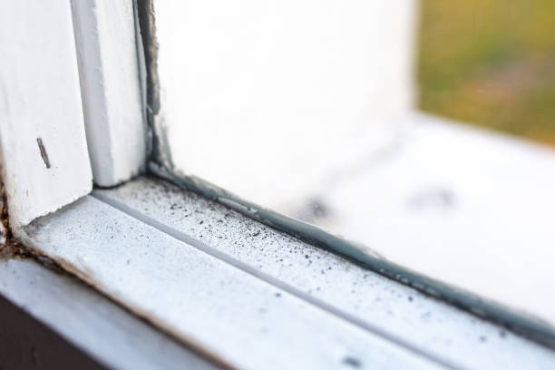 Best Mold Remediation for Healthcare Facilities  in Kayenta, AZ