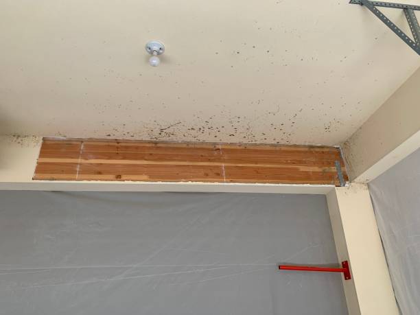 Best Commercial Mold Inspection  in Kayenta, AZ