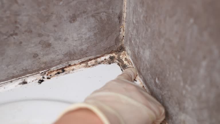  Kayenta, AZ Mold Removal Pros